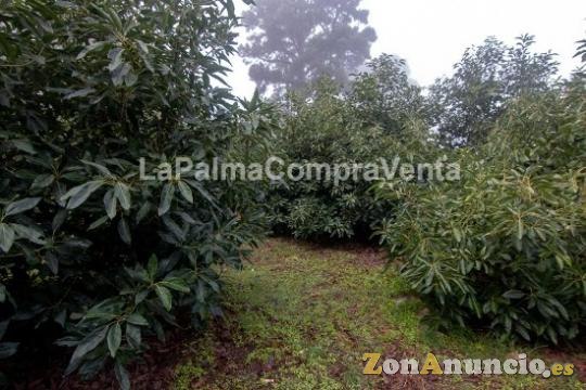 ID-444 Terreno en producción de aguacates con 100 matas